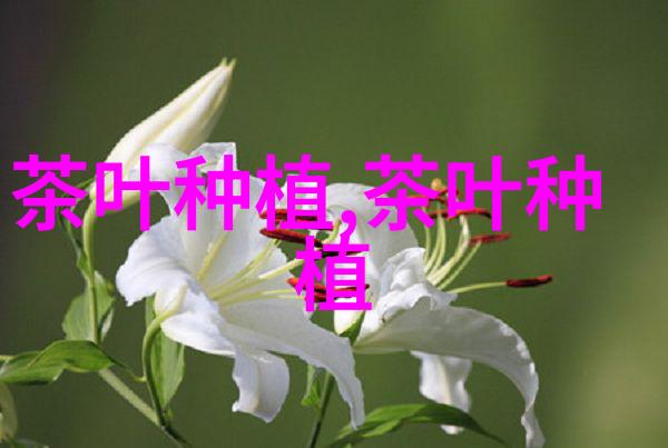 扁茶的炒制技术要点