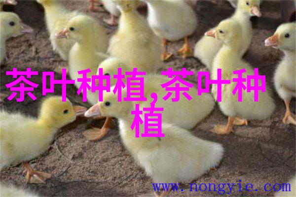 白茶是什么茶