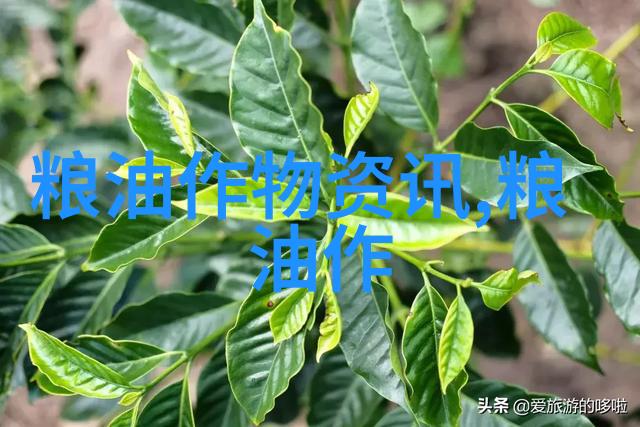 非洲稻米产量年均增长5